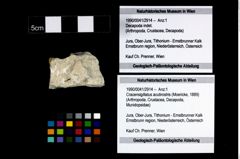 Foto (Objekt + Etikett) von Cracensigillatus acutirostris (Moericke, 1889)  (NHMW-GEO-1990-0041-2914)